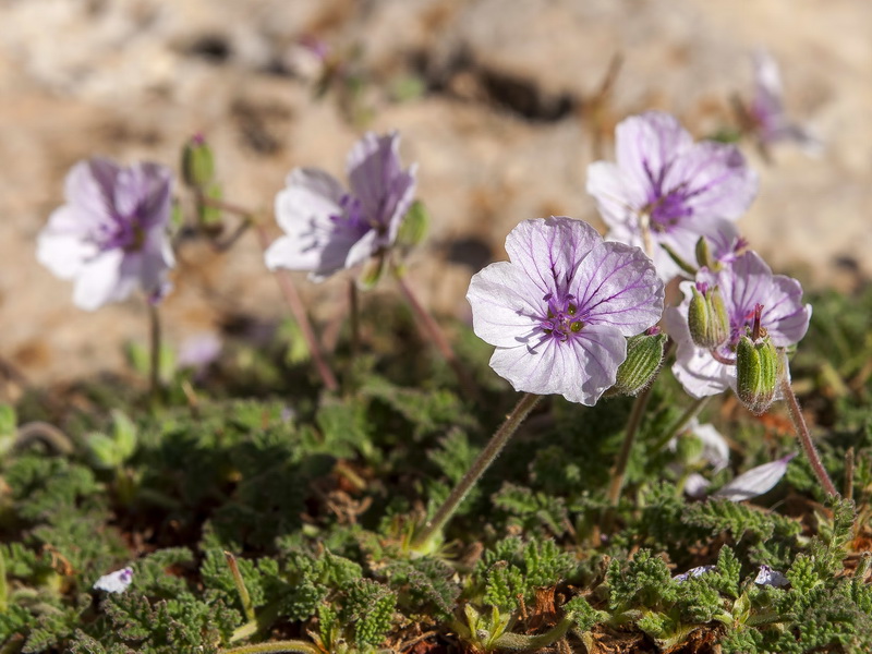 Erodium saxatile.05