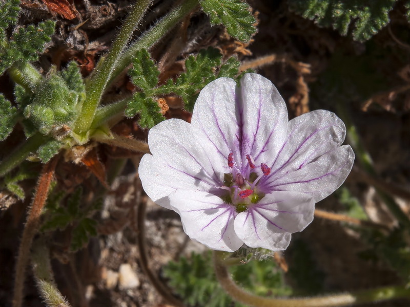 Erodium saxatile.06