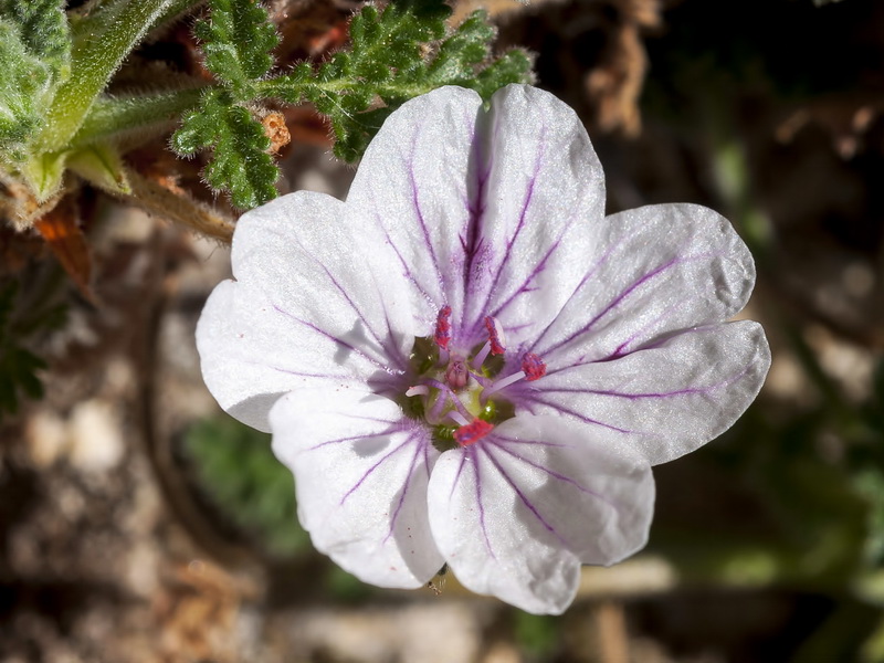 Erodium saxatile.08