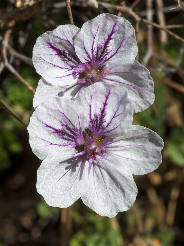 Erodium saxatile.09