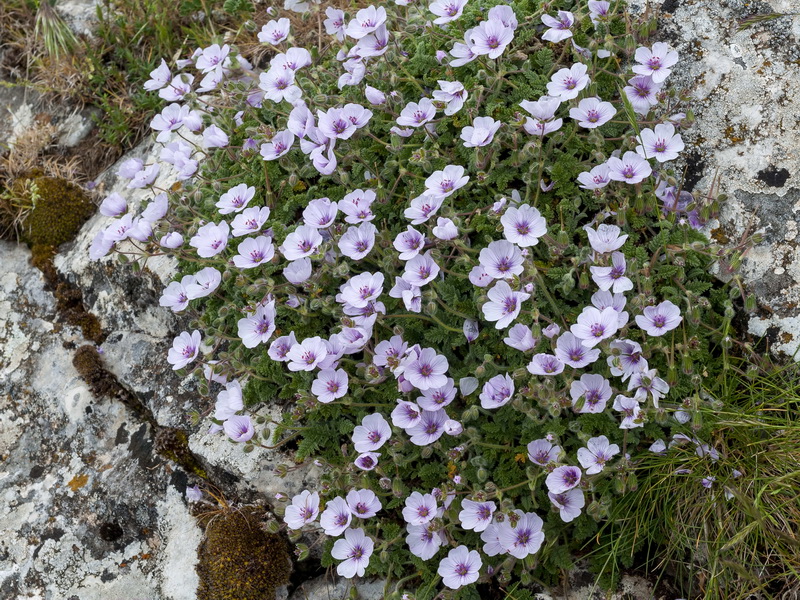 Erodium valentinum.03