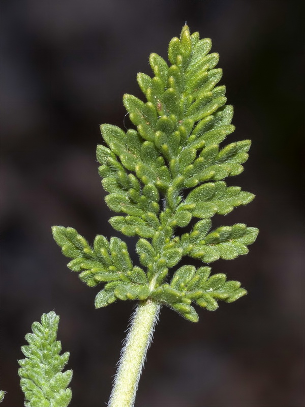 Erodium valentinum.04