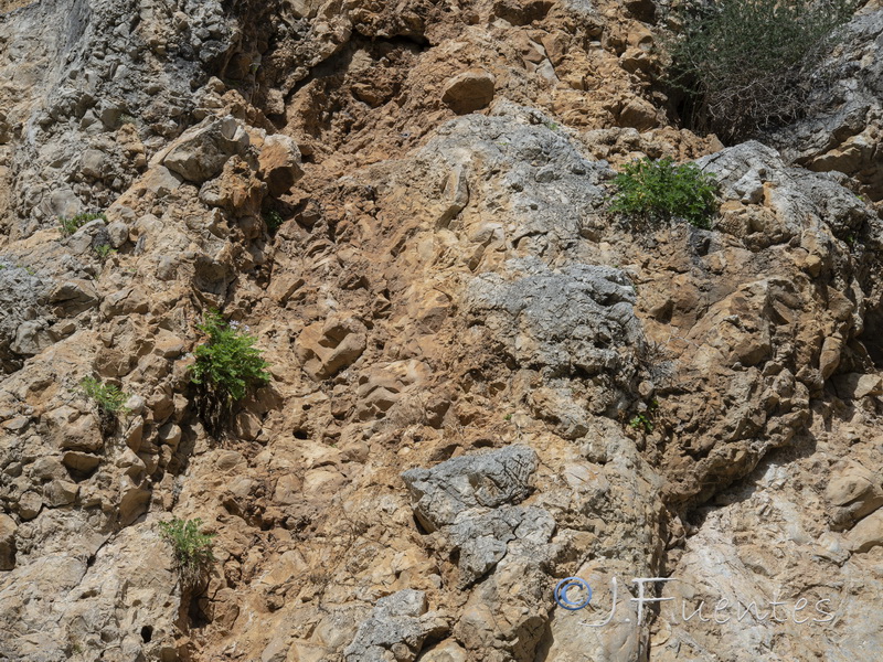 Erodium tordylloides.01