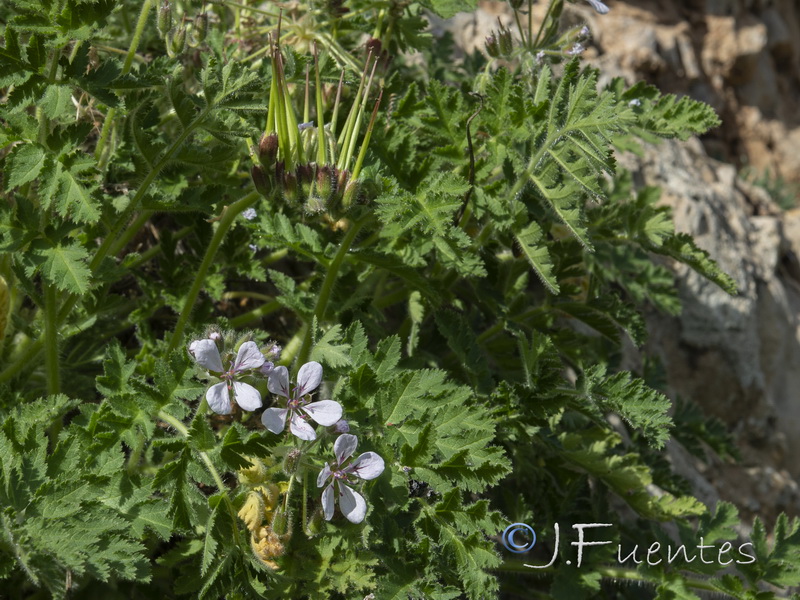 Erodium tordylloides.06