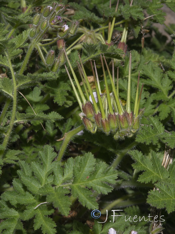 Erodium tordylloides.07