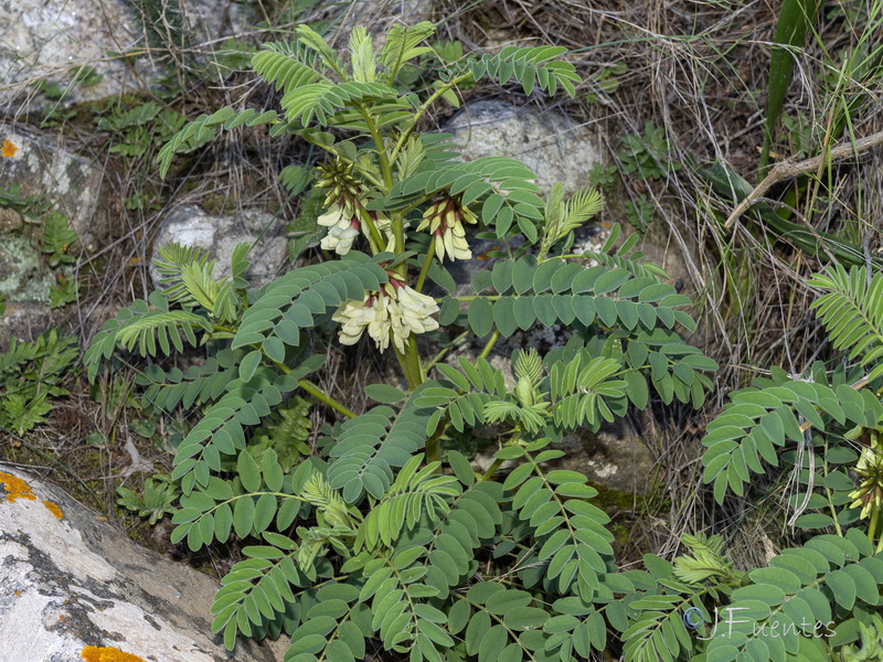 Erophaca baetica baetica.15