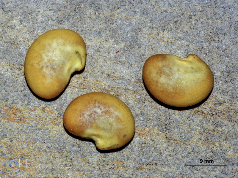 Erophaca baetica baetica.17