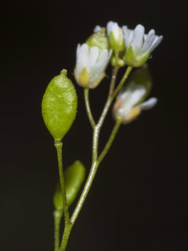 Erophila verna.12
