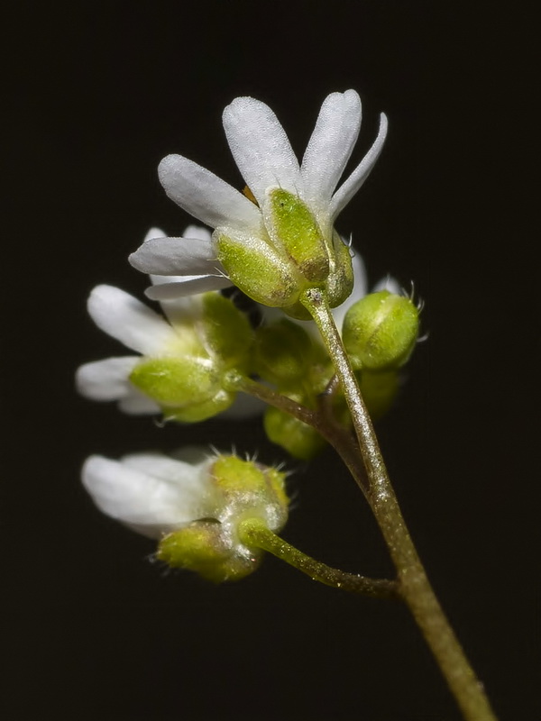 Erophila verna.14