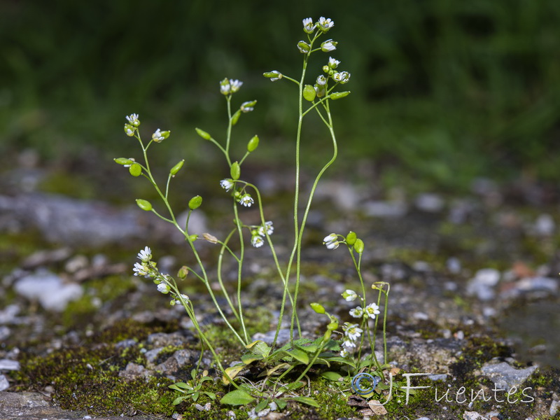 Erophila verna.16