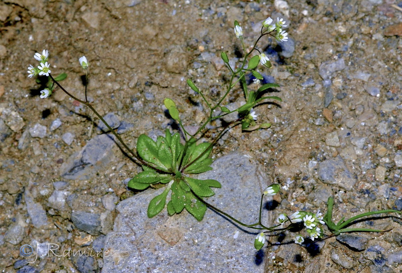 Erophila verna.19