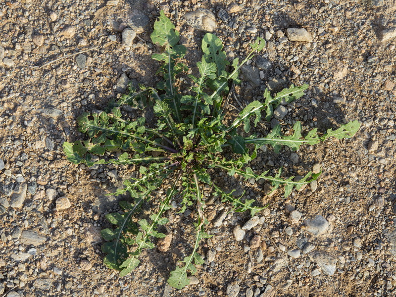 Eruca vesicaria vesicaria.31