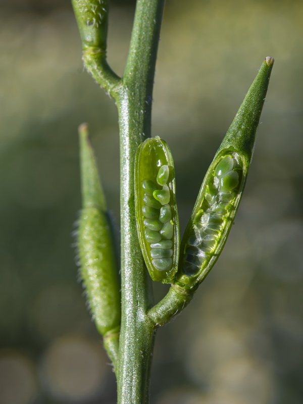 Eruca vesicaria vesicaria.32