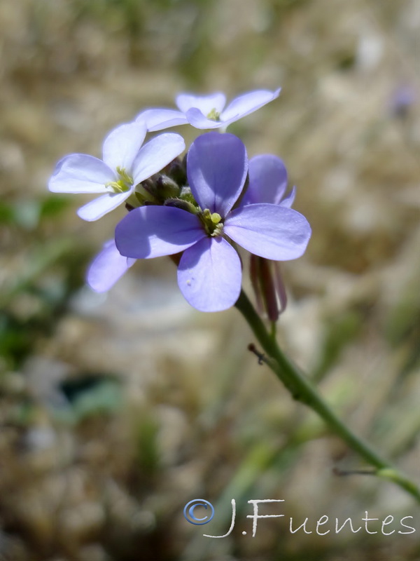 Erucaria hispanica.02