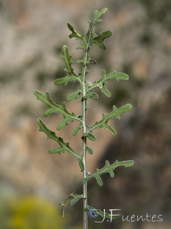 Erucastrum virgatum pseudosinapis.16