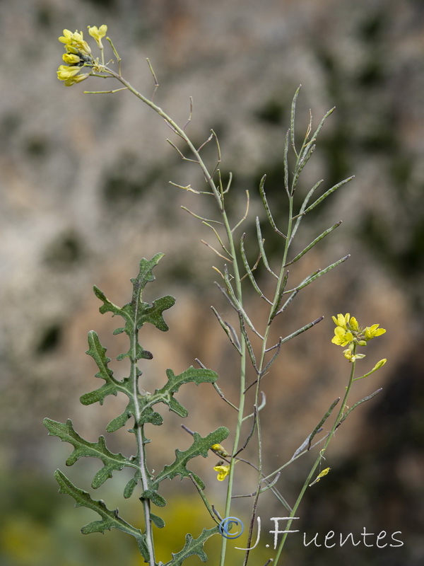 Erucastrum virgatum pseudosinapis.18