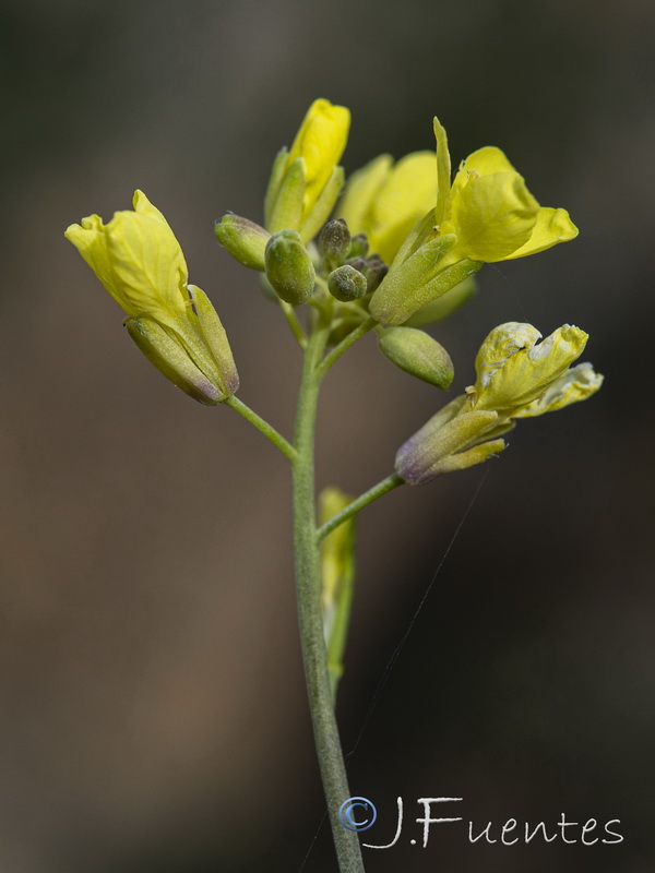 Erucastrum virgatum pseudosinapis.19