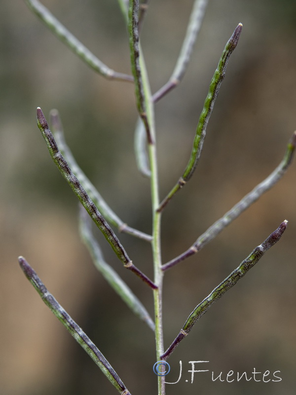 Erucastrum virgatum pseudosinapis.21