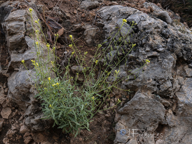 Erucastrum virgatum pseudosinapis.13