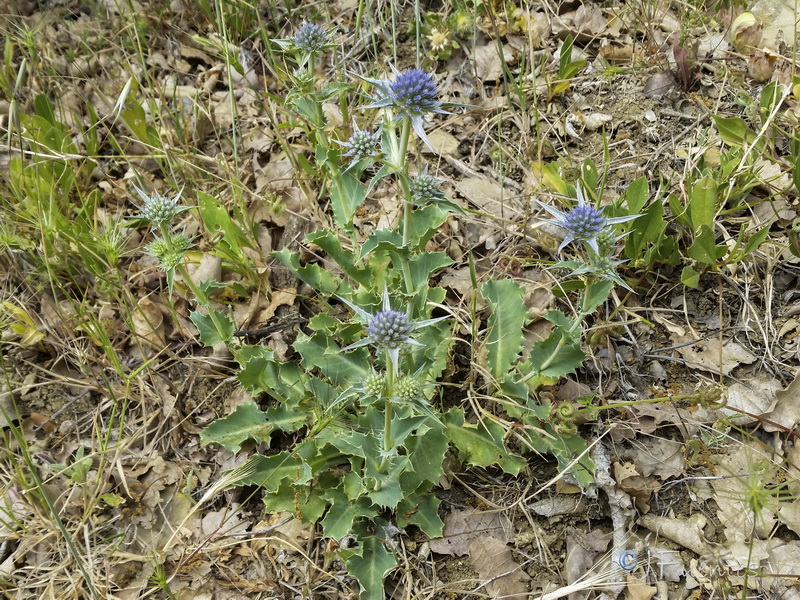 Eryngium aquifolium.01