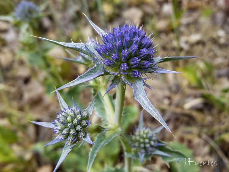 Eryngium aquifolium.02