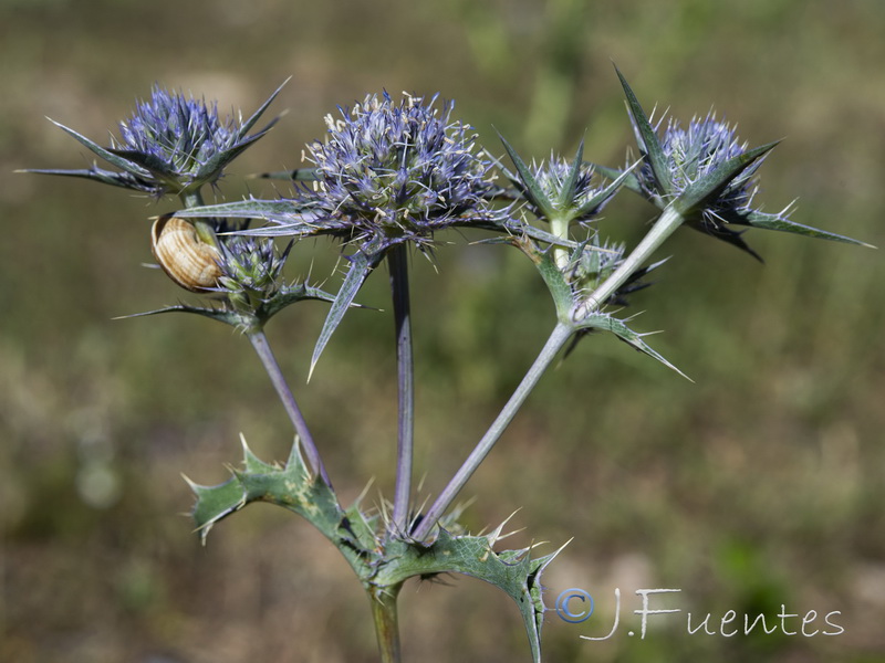Eryngium aquifolium.04