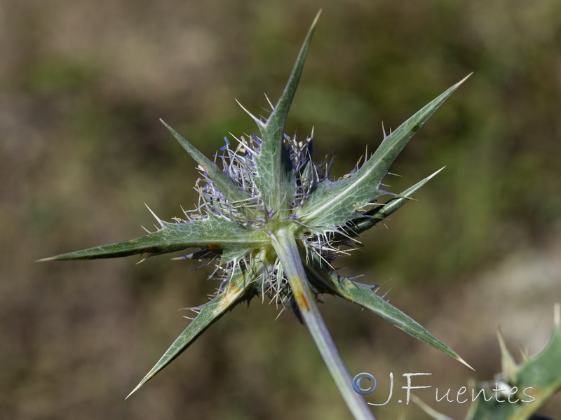 Eryngium aquifolium.05