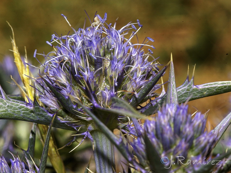 Eryngium aquifolium.07