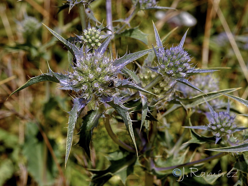 Eryngium aquifolium.08