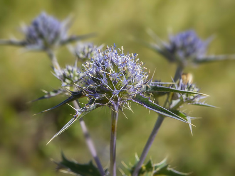 Eryngium aquifolium.02