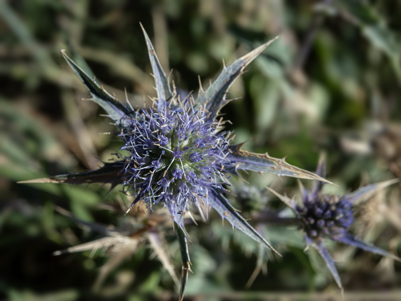 Eryngium aquifolium.07