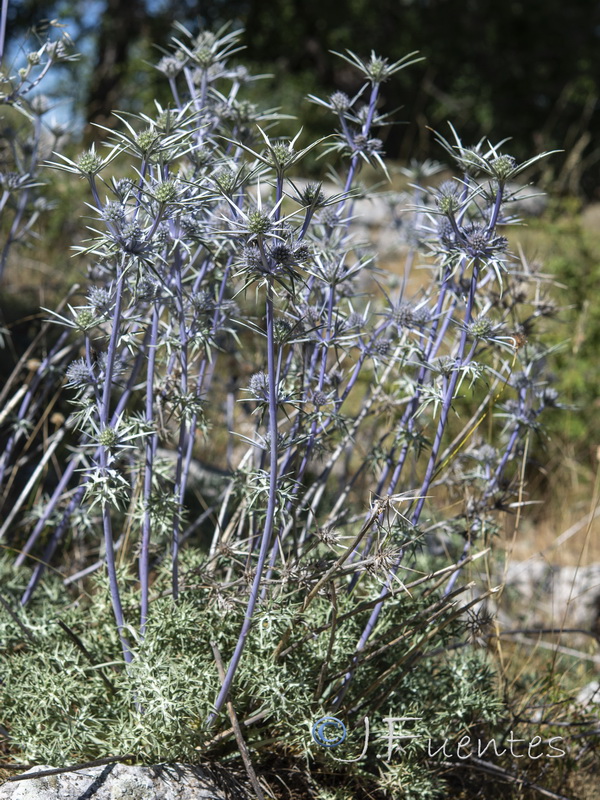 Eryngium bourgatii.02