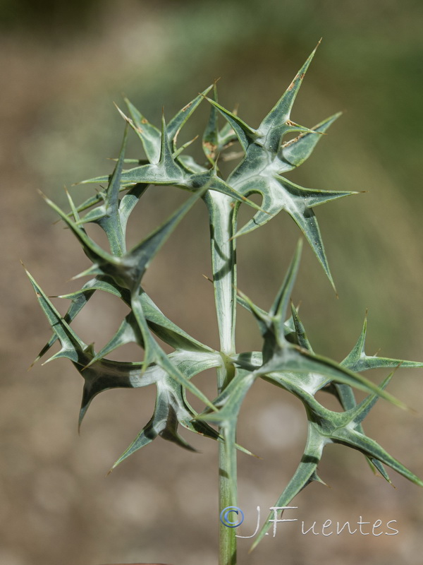 Eryngium bourgatii.03