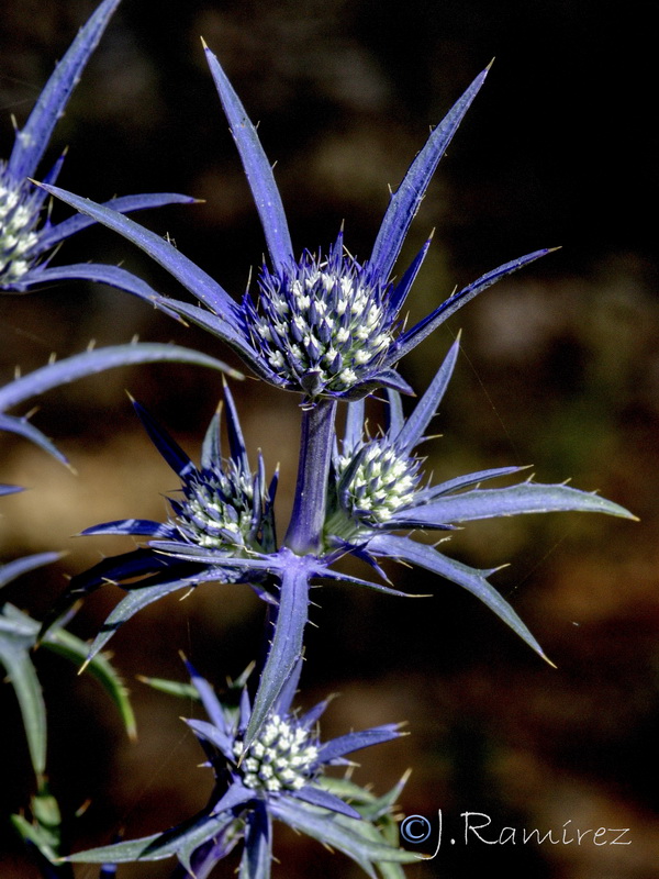 Eryngium bourgatii.07