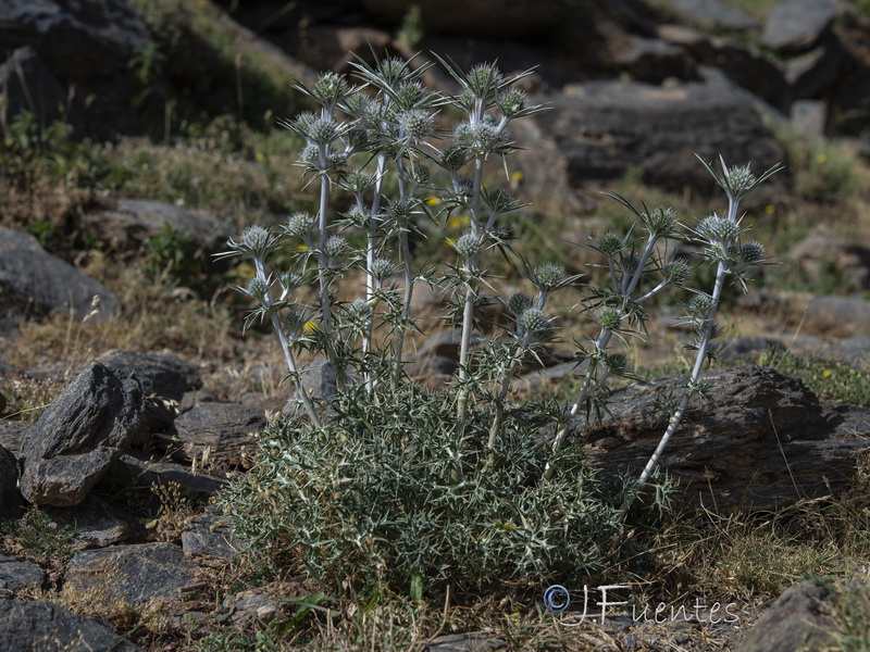 Eryngium bourgatii.10