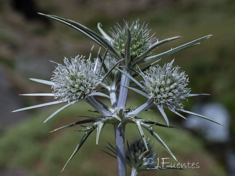 Eryngium bourgatii.04