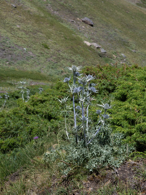 Eryngium bourgatii.09