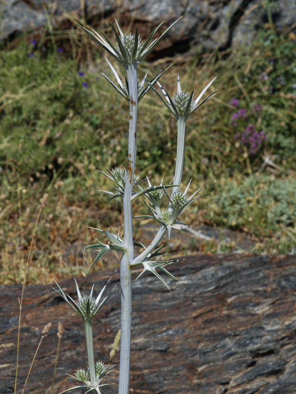 Eryngium bourgatii.07