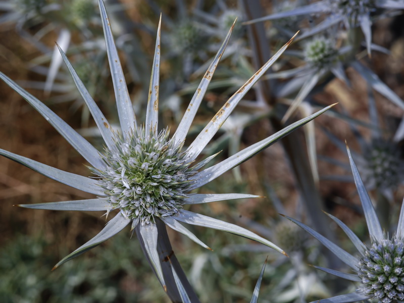 Eryngium bourgatii.15