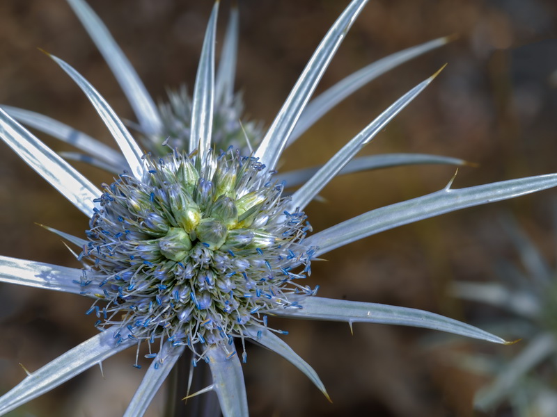 Eryngium bourgatii.18