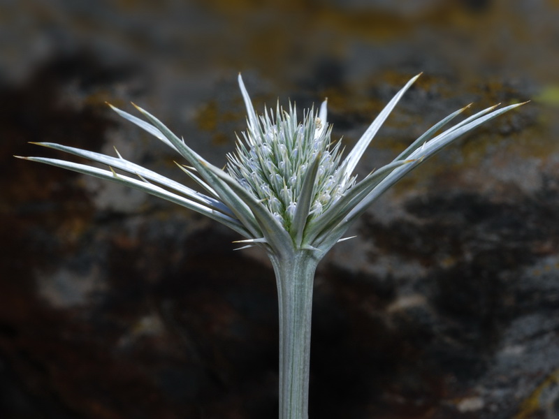 Eryngium bourgatii.19