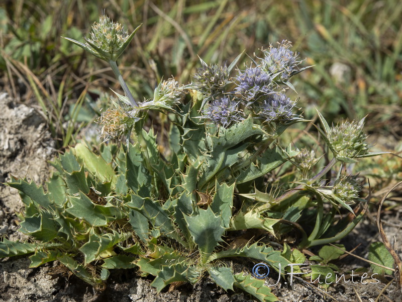 Eryngium caespitiferum.01