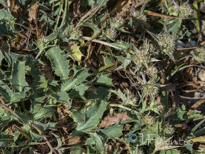 Eryngium caespitiferum.04