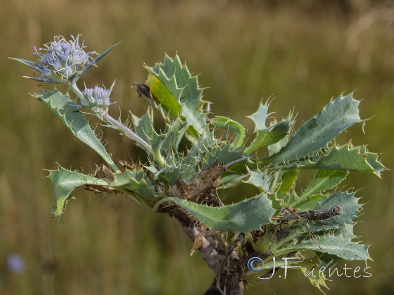 Eryngium caespitiferum.06
