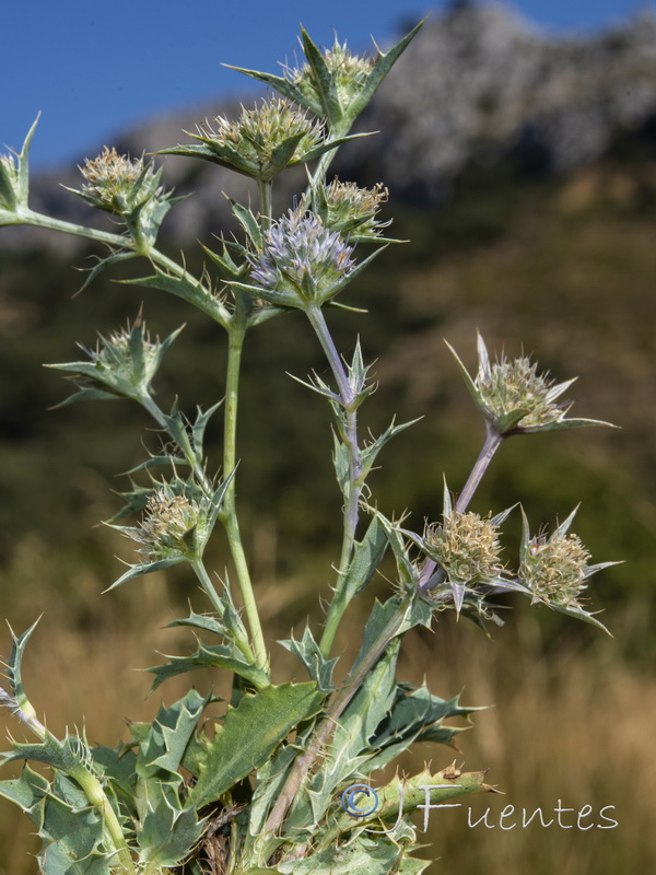 Eryngium caespitiferum.07