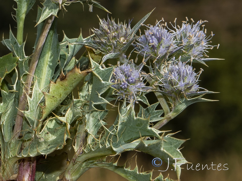 Eryngium caespitiferum.08
