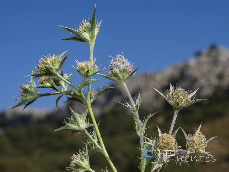 Eryngium caespitiferum.09