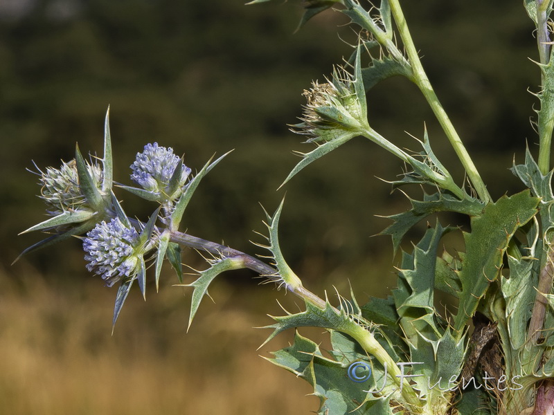 Eryngium caespitiferum.10