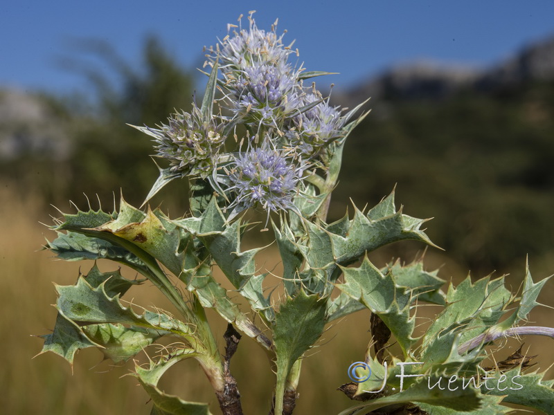 Eryngium caespitiferum.11