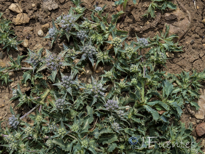 Eryngium caespitiferum.13